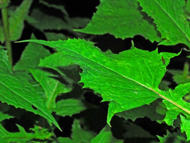 C'' una pianta nel bosco ,,,Cicerbita alpina